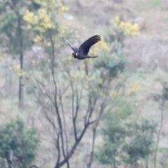 Zanda funerea at Whitlam, ACT - 25 Aug 2024