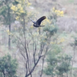 Zanda funerea at Whitlam, ACT - 25 Aug 2024