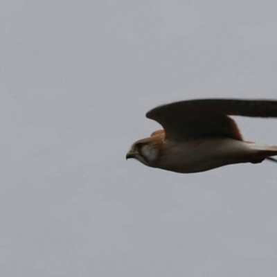 Falco cenchroides (Nankeen Kestrel) at Whitlam, ACT - 25 Aug 2024 by JimL