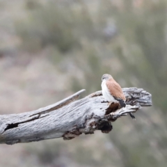 Falco cenchroides at Whitlam, ACT - 25 Aug 2024