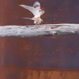 Falco cenchroides at Whitlam, ACT - 25 Aug 2024