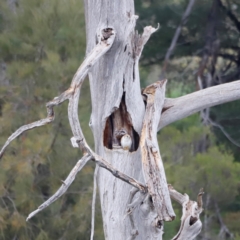 Falco cenchroides at Whitlam, ACT - 25 Aug 2024