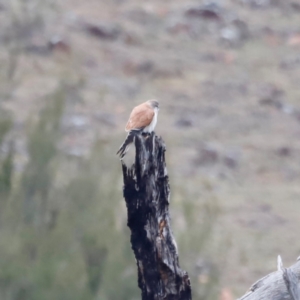 Falco cenchroides at Whitlam, ACT - 25 Aug 2024