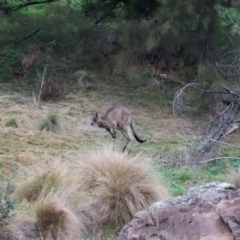 Macropus giganteus (Eastern Grey Kangaroo) at Whitlam, ACT - 25 Aug 2024 by JimL