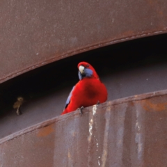 Platycercus elegans (Crimson Rosella) at Whitlam, ACT - 25 Aug 2024 by JimL