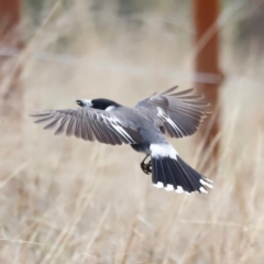 Cracticus torquatus (Grey Butcherbird) at Whitlam, ACT - 25 Aug 2024 by JimL