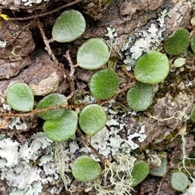 Pyrrosia rupestris (Rock Felt Fern) at Barrengarry, NSW - 25 Aug 2024 by trevorpreston