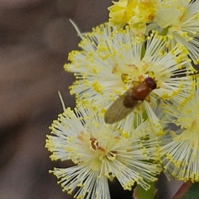 Sapromyza sp. (genus) (A lauxaniid fly) at Barrengarry, NSW - 25 Aug 2024 by trevorpreston