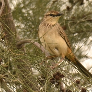 Cincloramphus mathewsi at Evatt, ACT - 25 Aug 2024