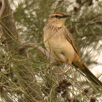 Cincloramphus mathewsi (Rufous Songlark) at Evatt, ACT - 25 Aug 2024 by Thurstan