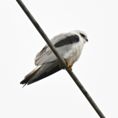 Elanus axillaris (Black-shouldered Kite) at Evatt, ACT - 25 Aug 2024 by Thurstan