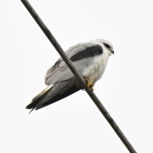 Elanus axillaris at Evatt, ACT - 25 Aug 2024