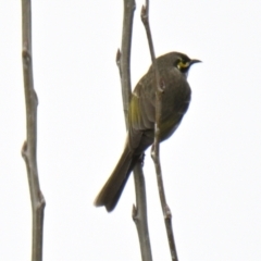 Caligavis chrysops (Yellow-faced Honeyeater) at Evatt, ACT - 25 Aug 2024 by Thurstan