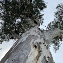 Eucalyptus blakelyi (Blakely's Red Gum) at Wanniassa, ACT - 25 Aug 2024 by jks