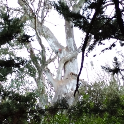 Callocephalon fimbriatum (Gang-gang Cockatoo) at Phillip, ACT - 25 Aug 2024 by shube