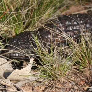 Tiliqua rugosa at Ainslie, ACT - 24 Aug 2024 04:04 PM