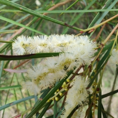 Acacia longissima (Long-leaf Wattle) at Malua Bay, NSW - 25 Aug 2024 by LyndalT