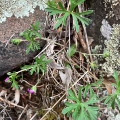 Geranium solanderi var. solanderi by KL