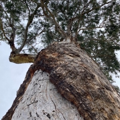 Eucalyptus melliodora (Yellow Box) at Wanniassa, ACT - 25 Aug 2024 by jks