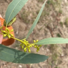 Eucalyptus melliodora at Wanniassa, ACT - 25 Aug 2024