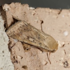 Helicoverpa (genus) (A bollworm) at Harrison, ACT - 24 Aug 2024 by DPRees125