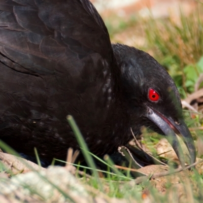 Corcorax melanorhamphos (White-winged Chough) at Ainslie, ACT - 24 Aug 2024 by jb2602