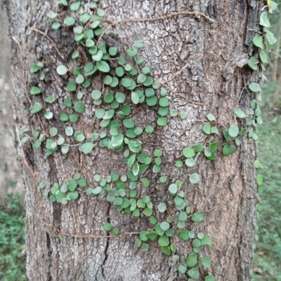 Pyrrosia rupestris (Rock Felt Fern) at Kiama, NSW - 25 Aug 2024 by plants