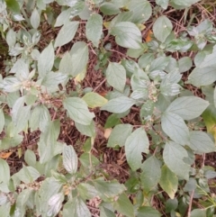 Parietaria judaica (Pellitory) at Kiama, NSW - 25 Aug 2024 by plants