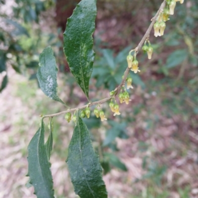 Melicytus dentatus (Tree Violet) at Kiama, NSW - 25 Aug 2024 by plants