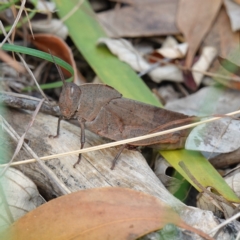 Goniaea australasiae (Gumleaf grasshopper) at Sanctuary Point, NSW - 17 Apr 2024 by RobG1