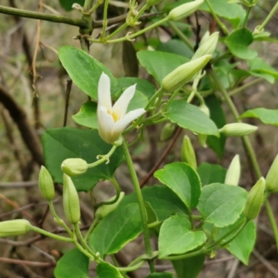 Clematis aristata (Mountain Clematis) at Barrengarry, NSW - 25 Aug 2024 by trevorpreston