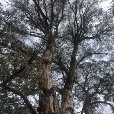 Eucalyptus bridgesiana at Brogo, NSW - 25 Aug 2024 by Sasha