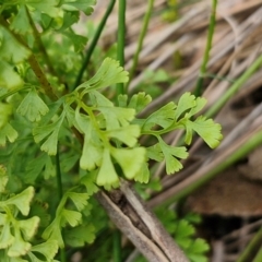 Lindsaea microphylla (Lacy Wedge-fern) at Barrengarry, NSW - 25 Aug 2024 by trevorpreston