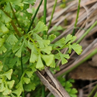 Lindsaea microphylla (Lacy Wedge-fern) at Barrengarry, NSW - 25 Aug 2024 by trevorpreston