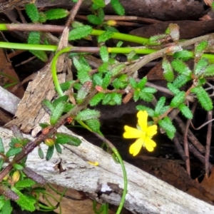 Hibbertia sp. at Barrengarry, NSW - 25 Aug 2024 09:20 AM
