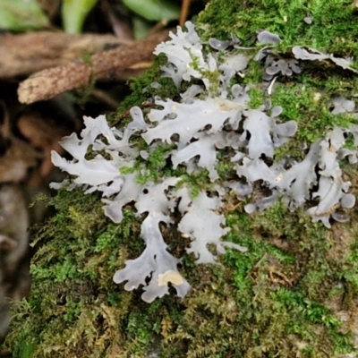 Unidentified Lichen at Robertson, NSW - 25 Aug 2024 by trevorpreston