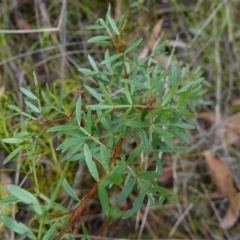 Boronia pinnata (Pinnate Boronia) at Jerrawangala, NSW - 17 Apr 2024 by RobG1