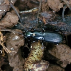 Unidentified Carab beetle (Carabidae) at Robertson, NSW - 25 Aug 2024 by trevorpreston