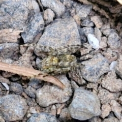 Unidentified Spider (Araneae) at Robertson, NSW - 25 Aug 2024 by trevorpreston