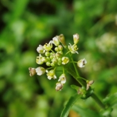 Unidentified Other Wildflower or Herb at Robertson, NSW - 25 Aug 2024 by trevorpreston