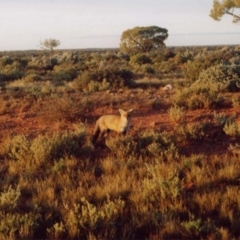 Vulpes vulpes (Red Fox) at Woomera, SA - 9 Jul 2001 by MB