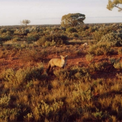 Vulpes vulpes (Red Fox) at Woomera, SA - 8 Jul 2001 by MB