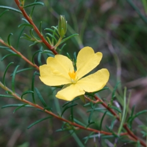 Hibbertia sp. at Jerrawangala, NSW - 17 Apr 2024 01:12 PM