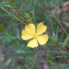 Hibbertia sp. at Jerrawangala, NSW - 17 Apr 2024 01:12 PM