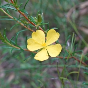 Hibbertia sp. at Jerrawangala, NSW - 17 Apr 2024 01:12 PM