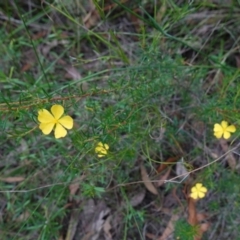 Hibbertia sp. at Jerrawangala, NSW - 17 Apr 2024 01:12 PM