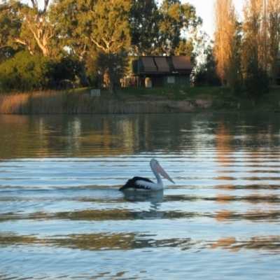 Pelecanus conspicillatus (Australian Pelican) at Morgan, SA - 5 Jul 2003 by MB