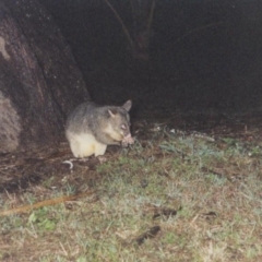 Trichosurus vulpecula (Common Brushtail Possum) at Bucasia, QLD - 18 Jun 2000 by MB