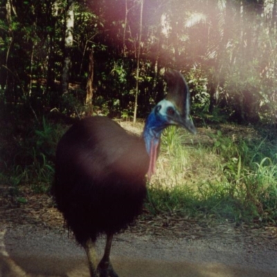 Casuarius casuarius (Southern Cassowary) at Wallaman, QLD - 26 Jun 2000 by MB