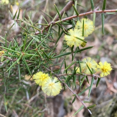 Acacia ulicifolia (Prickly Moses) at Pialligo, ACT - 25 Aug 2024 by SilkeSma